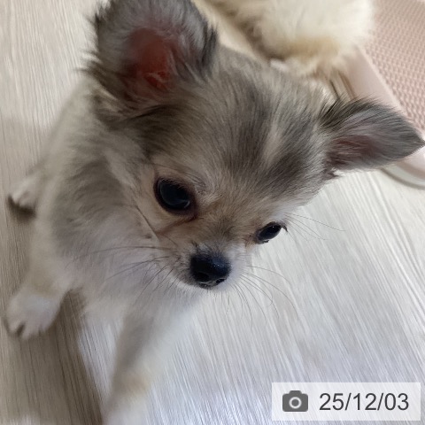 富山県のチワワ(ロング) (ペットプラス 高岡店/2025年9月24日生まれ/男の子/フォーン)の子犬の3枚目の画像