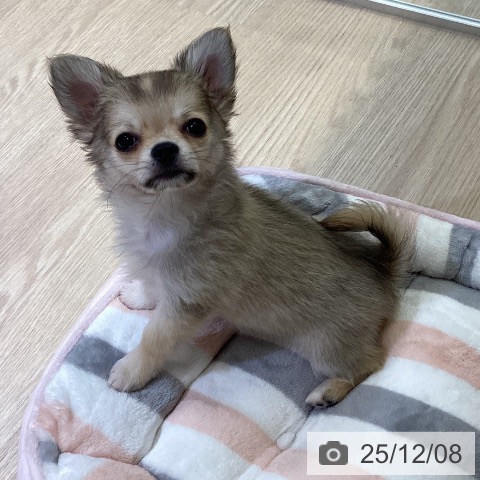 富山県のチワワ(ロング) (ペットプラス 高岡店/2025年9月24日生まれ/男の子/フォーン)の子犬の3枚目の画像