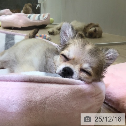 富山県のチワワ(ロング) (ペットプラス となみ店/2025年9月24日生まれ/男の子/フォーン)の子犬の3枚目の画像