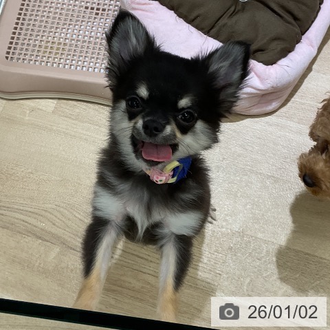 愛知県のチワワ(ロング) (ペットプラス イオンモール豊川店/2025年9月24日生まれ/男の子/ブラックタン)の子犬の4枚目の画像