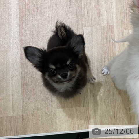 愛知県のチワワ(ロング) (ペットプラス イオンモール豊川店/2025年9月24日生まれ/男の子/ブラックタン)の子犬の3枚目の画像