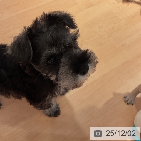 ミニチュア・シュナウザーの写真