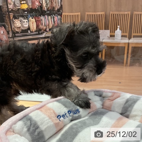 ミニチュア・シュナウザーの写真