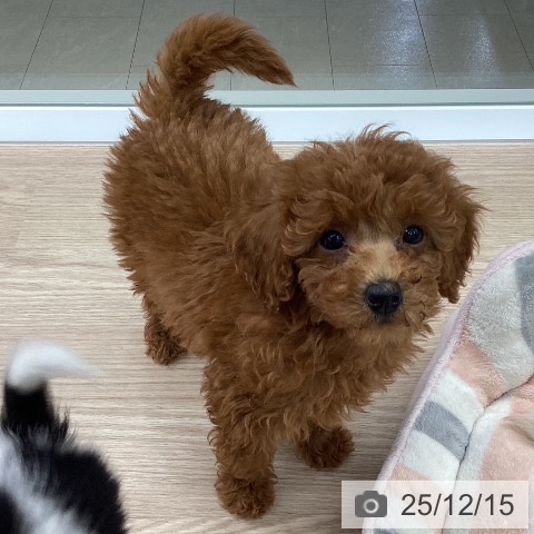 石川県のトイプードル(トイ) (ペットプラス 白山店/2025年9月29日生まれ/女の子/レッド)の子犬の3枚目の画像