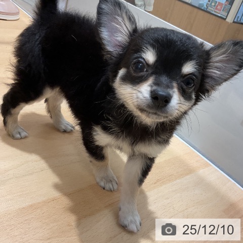 石川県のチワワ(ロング) (ペットプラス 新小松店/2025年10月1日生まれ/女の子/ブラッククリーム)の子犬の4枚目の画像