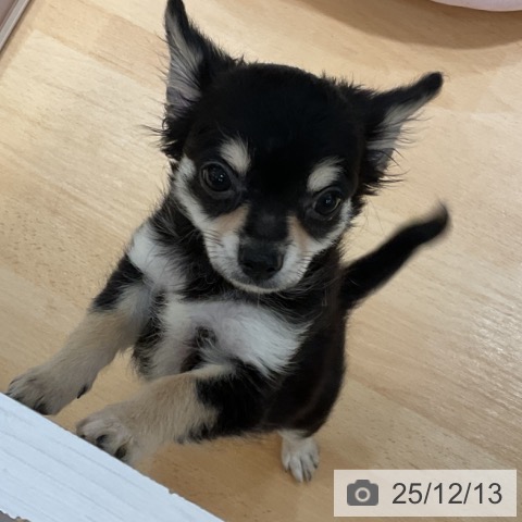 石川県のチワワ(ロング) (ペットプラス 新小松店/2025年10月1日生まれ/女の子/ブラッククリーム)の子犬の3枚目の画像