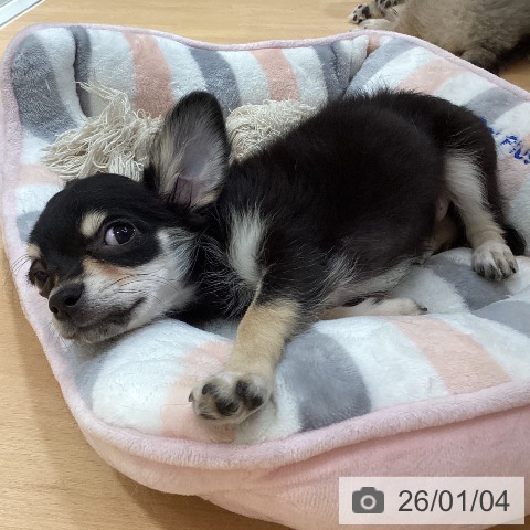 石川県のチワワ(ロング) (ペットプラス 新小松店/2025年10月1日生まれ/女の子/ブラッククリーム)の子犬の3枚目の画像