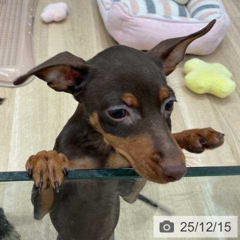 群馬県のミニチュアピンシャー (ペットプラス イオンモール太田店/2025年9月16日生まれ/女の子/チョコレートタン)の子犬の3枚目の画像