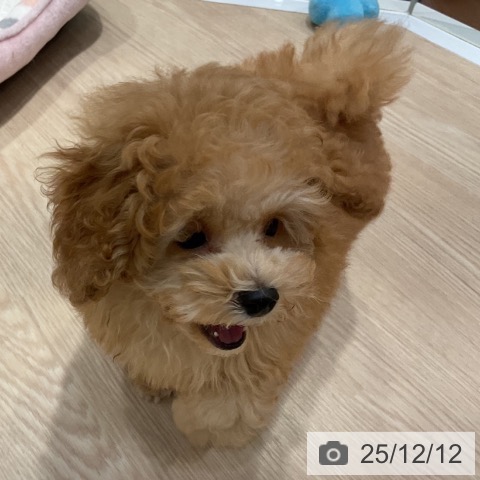 愛知県のトイプードル(トイ) (ペットプラス イオンモール長久手店/2025年9月30日生まれ/男の子/アプリコット)の子犬の4枚目の画像