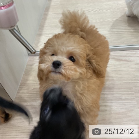 愛知県のトイプードル(トイ) (ペットプラス イオンモール長久手店/2025年9月30日生まれ/男の子/アプリコット)の子犬の3枚目の画像