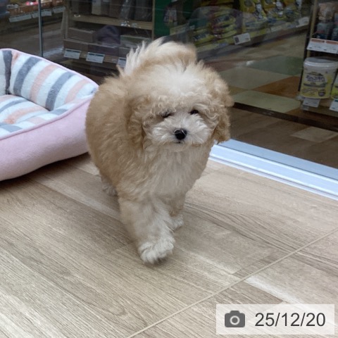 愛知県のトイプードル(トイ) (ペットプラス 豊橋牧野店/2025年9月30日生まれ/男の子/アプリコット)の子犬の3枚目の画像