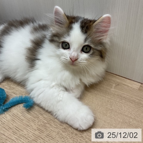 ラガマフィンの写真