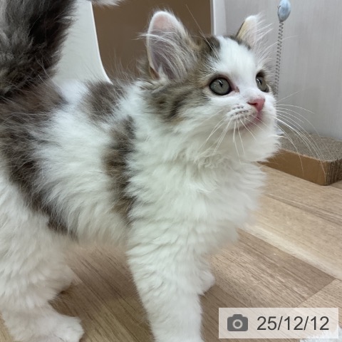 愛知県のラガマフィン (ペットプラス 岡崎店/2025年10月1日生まれ/男の子/ブラウンタビーホワイト)の子猫の4枚目の画像