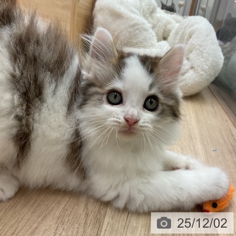 ラガマフィンの写真