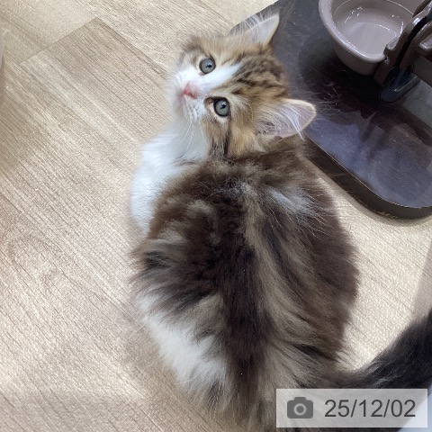 ラガマフィンの写真