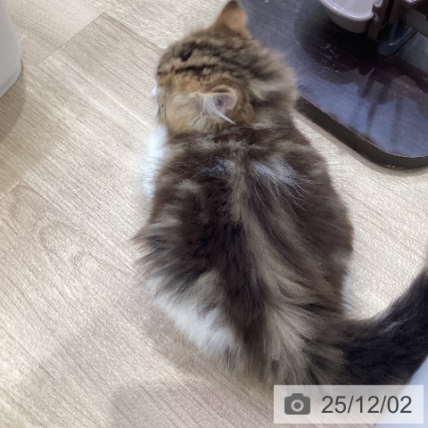 ラガマフィンの写真