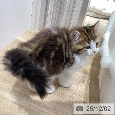 ラガマフィンの写真