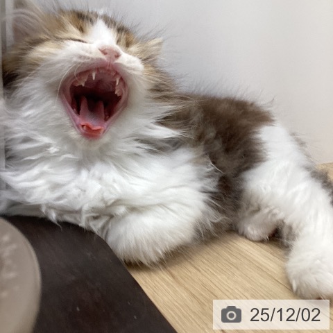 ラガマフィンの写真