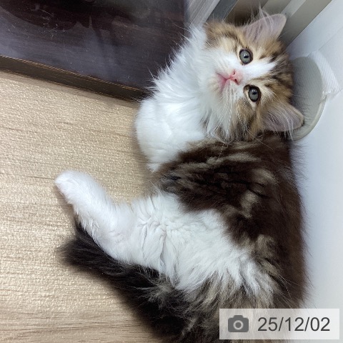 ラガマフィンの写真