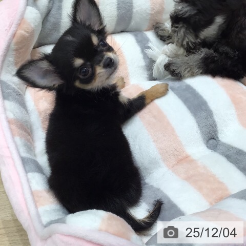 岐阜県のチワワ(ロング) (ペットプラス 各務原店/2025年9月24日生まれ/男の子/ブラックタンホワイト)の子犬の4枚目の画像