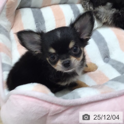 岐阜県のチワワ(ロング) (ペットプラス 各務原店/2025年9月24日生まれ/男の子/ブラックタンホワイト)の子犬の3枚目の画像