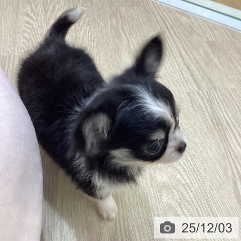 愛知県のチワワ(ロング) (ペットプラス ナゴヤドーム前店/2025年9月24日生まれ/女の子/ブラッククリームホワイト)の子犬の4枚目の画像