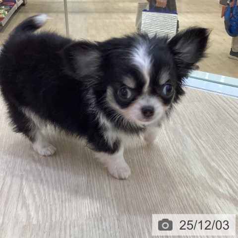 愛知県のチワワ(ロング) (ペットプラス ナゴヤドーム前店/2025年9月24日生まれ/女の子/ブラッククリームホワイト)の子犬の3枚目の画像