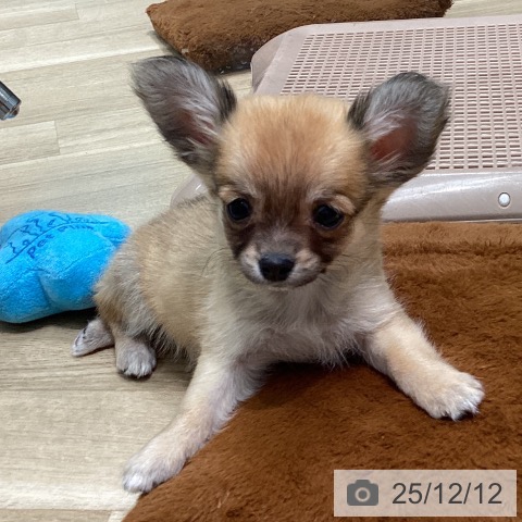 愛知県のチワワ(ロング) (ペットプラス 則武新町店/2025年9月29日生まれ/男の子/レッド)の子犬の4枚目の画像