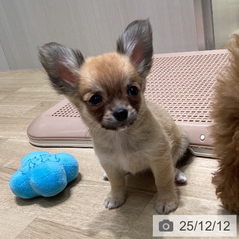 愛知県のチワワ(ロング) (ペットプラス 則武新町店/2025年9月29日生まれ/男の子/レッド)の子犬の3枚目の画像