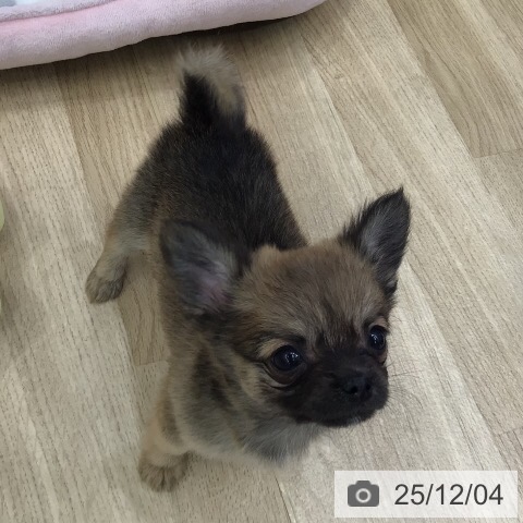 岐阜県のチワワ(ロング) (ペットプラス 各務原店/2025年9月29日生まれ/男の子/セーブル)の子犬の4枚目の画像