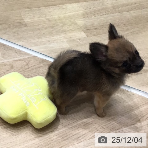 岐阜県のチワワ(ロング) (ペットプラス 各務原店/2025年9月29日生まれ/男の子/セーブル)の子犬の3枚目の画像