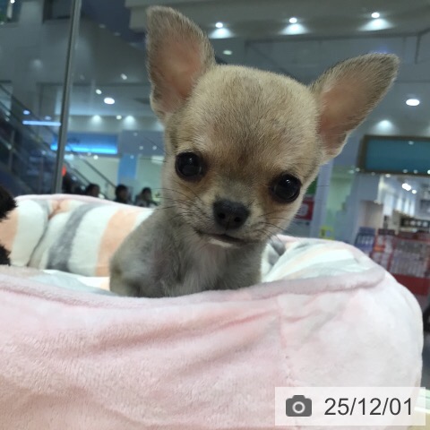 チワワの写真
