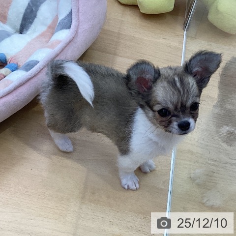 愛知県のチワワ(ロング) (ペットプラス 三好店/2025年9月29日生まれ/女の子/セーブルホワイト)の子犬の4枚目の画像