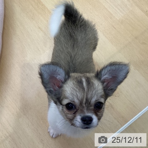 愛知県のチワワ(ロング) (ペットプラス 三好店/2025年9月29日生まれ/女の子/セーブルホワイト)の子犬の3枚目の画像