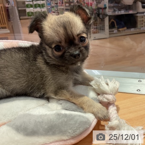 愛知県のチワワ(ロング) (ペットプラス 名古屋茶屋店/2025年9月29日生まれ/女の子/セーブル)の子犬の4枚目の画像