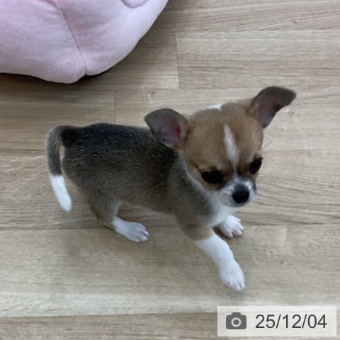 愛知県のチワワ(ロング) (ペットプラス みなと店/2025年9月29日生まれ/女の子/フォーンホワイト)の子犬の4枚目の画像