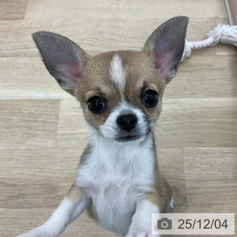 愛知県のチワワ(ロング) (ペットプラス みなと店/2025年9月29日生まれ/女の子/フォーンホワイト)の子犬の3枚目の画像