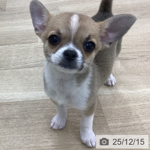 愛知県のチワワ(ロング) (ペットプラス みなと店/2025年9月29日生まれ/女の子/フォーンホワイト)の子犬の3枚目の画像