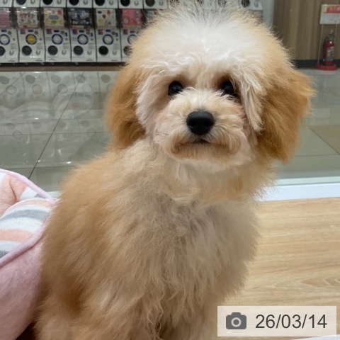 トイ・プードルの写真