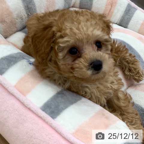 トイ・プードルの写真