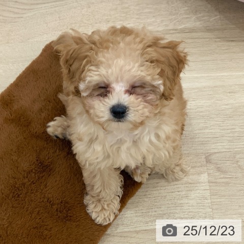 トイ・プードルの写真