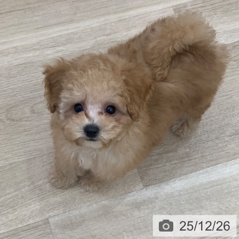 トイ・プードルの写真