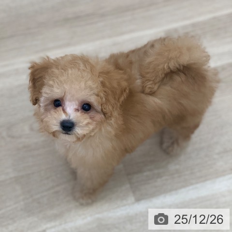 トイ・プードルの写真