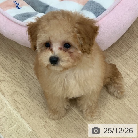 トイ・プードルの写真