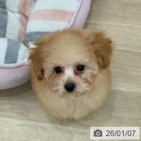 トイ・プードルの写真