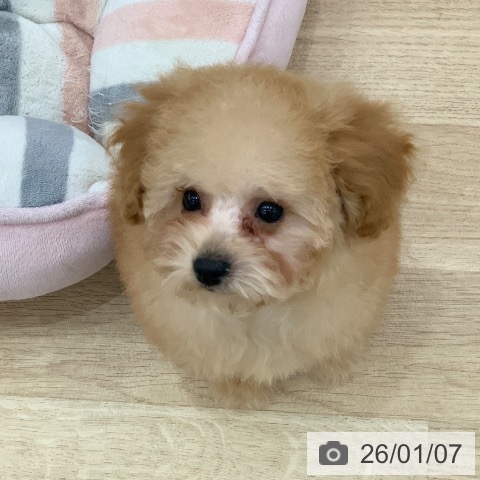 トイ・プードルの写真