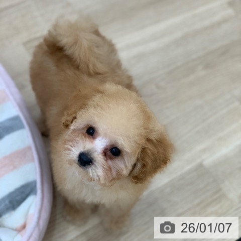 トイ・プードルの写真