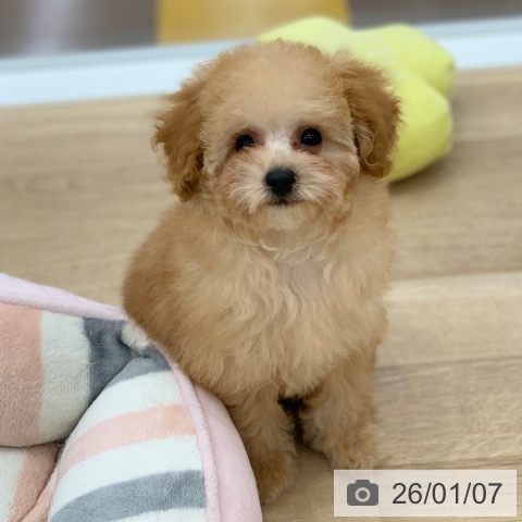 トイ・プードルの写真