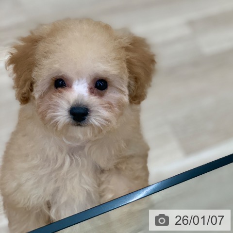 トイ・プードルの写真