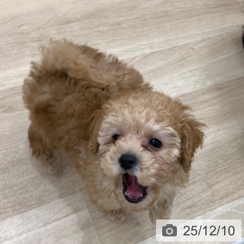 トイ・プードルの写真